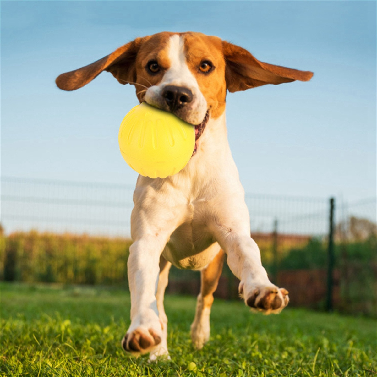 Hund rennt mit einem gelben Ball im Maul.