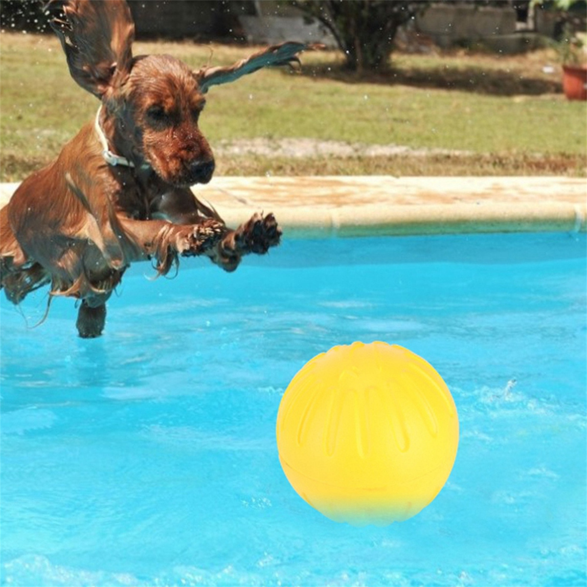 Hund springt in Pool, um gelben Ball zu holen. Blaues Wasser, sonniger Tag.