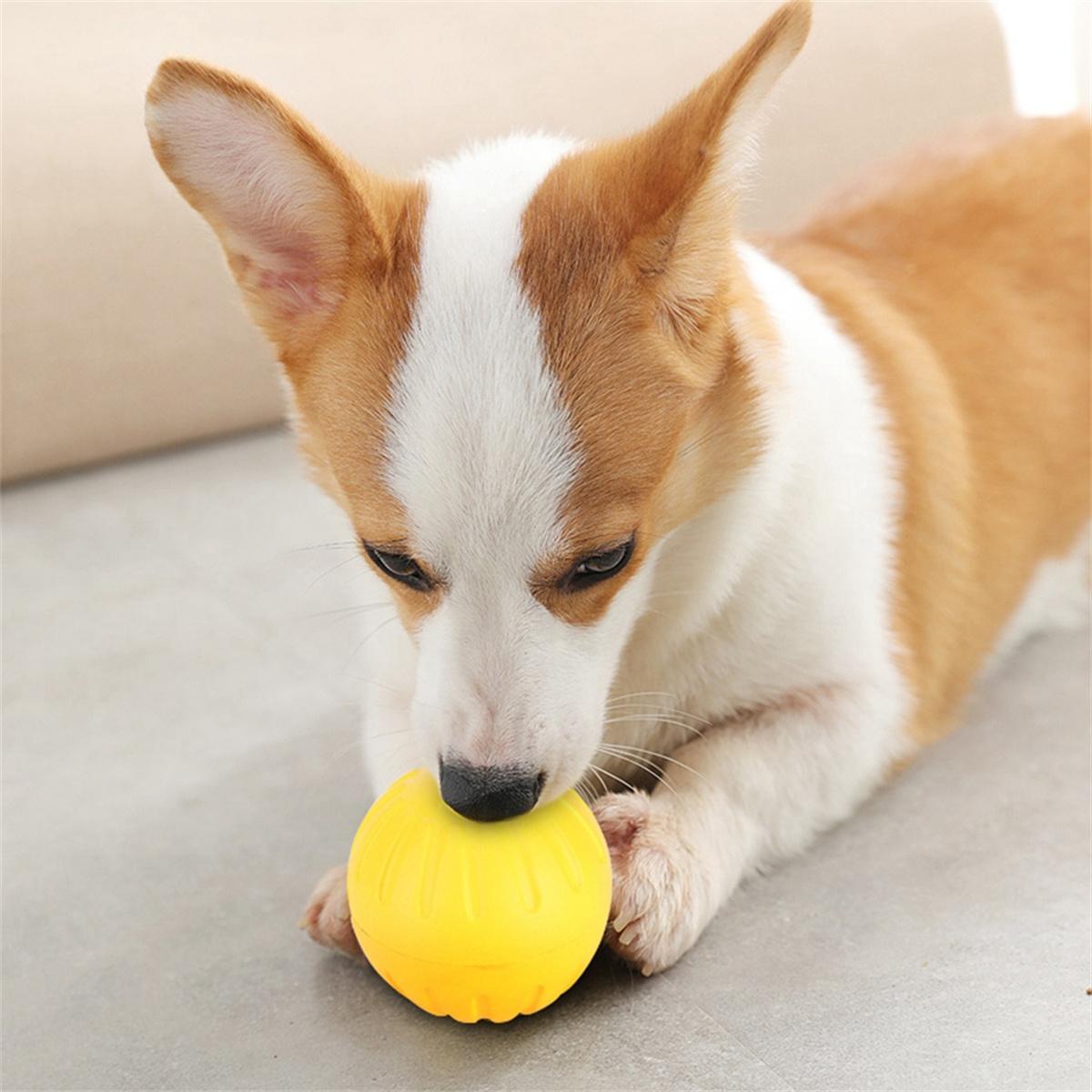 Ein Corgi-Hund, der mit einem gelben Ball spielt.