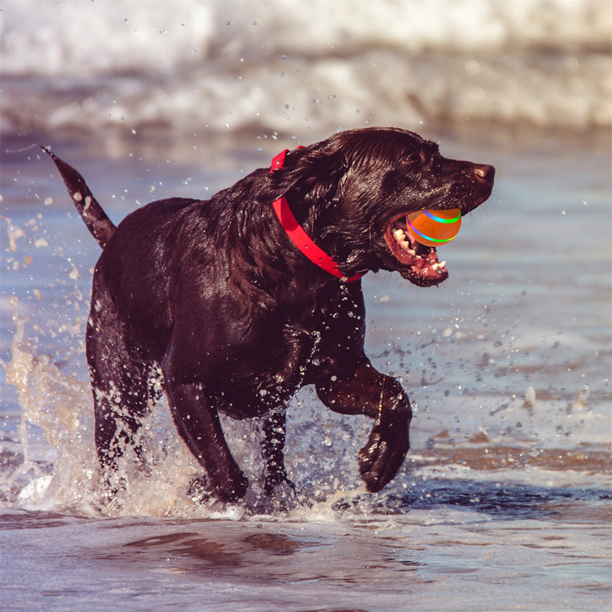 Ein schwarzer Labrador-Hund im Ozean, der einen Ball fängt. Wasser spritzt um den Hund herum.