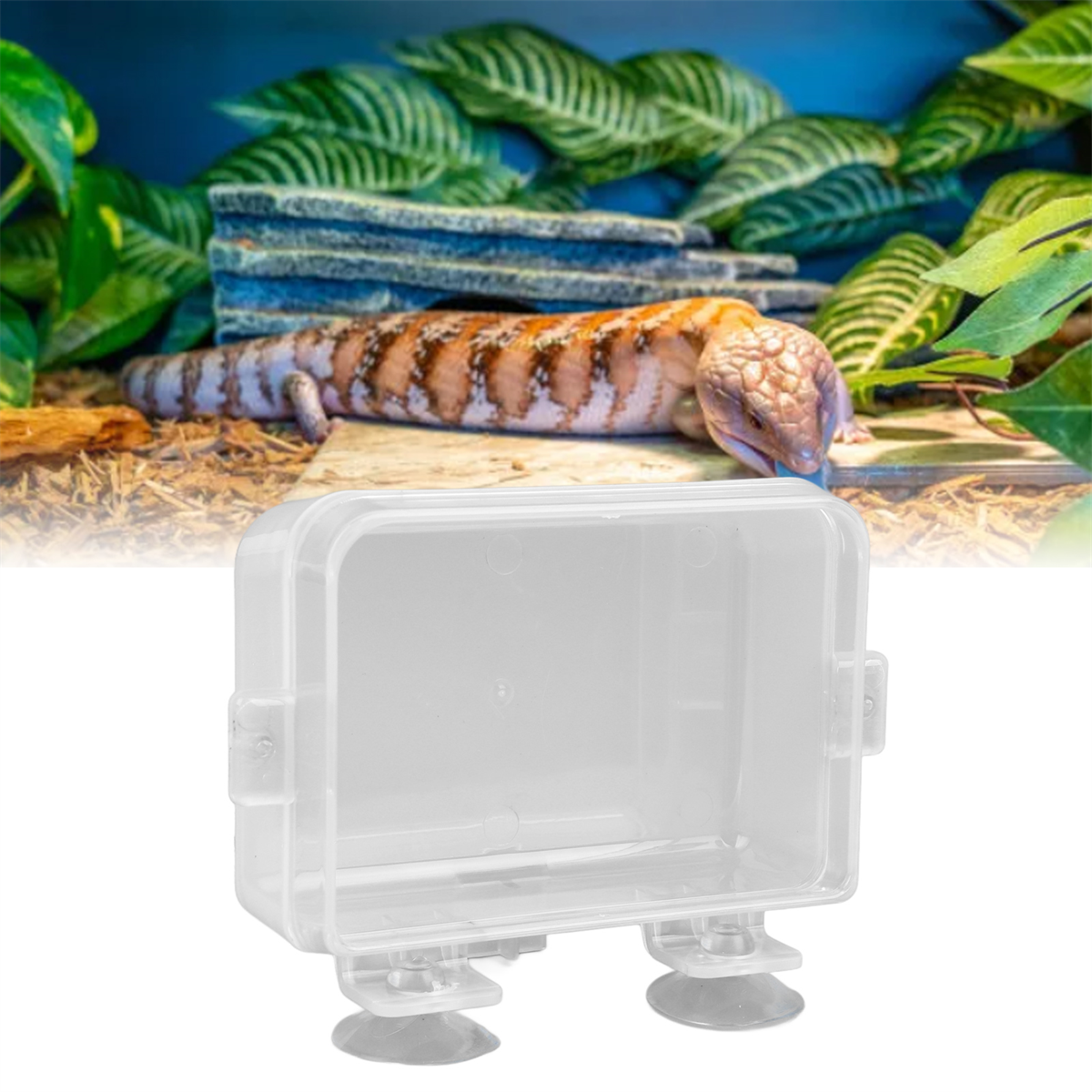Blauzungenskink in Terrarium. Eine transparente Plastikbox davor.