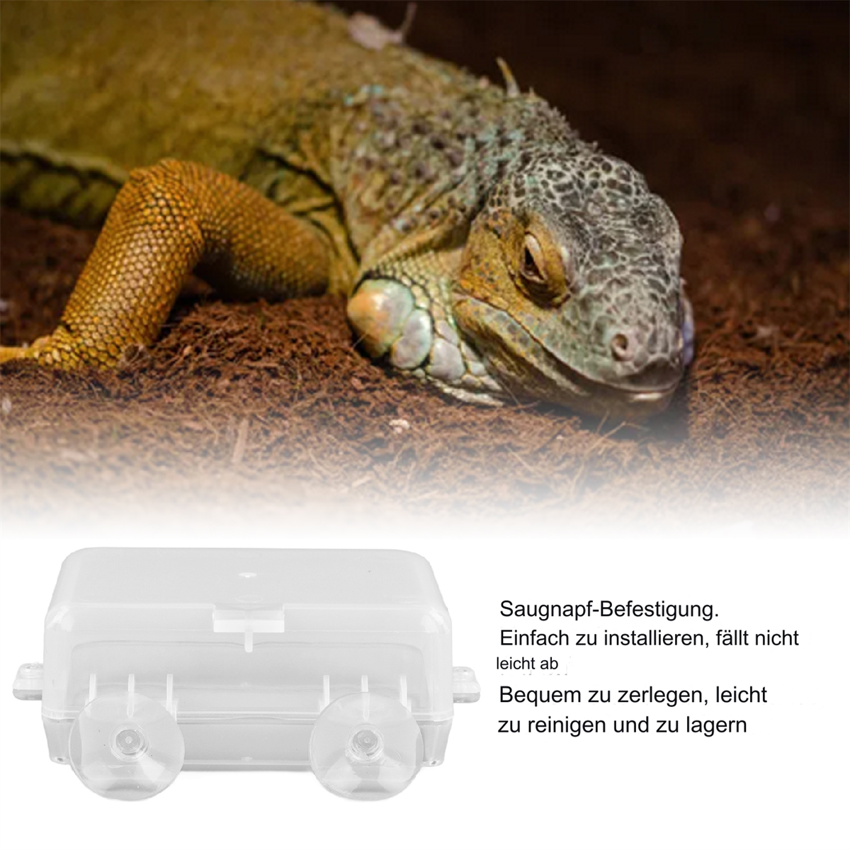 Grüner Leguan in einem Terrarium mit einem transparenten Plastikbehälter im Vordergrund.