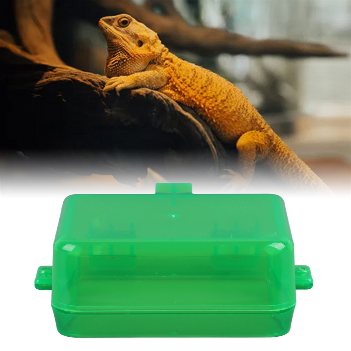 Orangefarbene Eidechse auf einem Ast über einem grünen Terrarium. Verschwommener Hintergrund.
