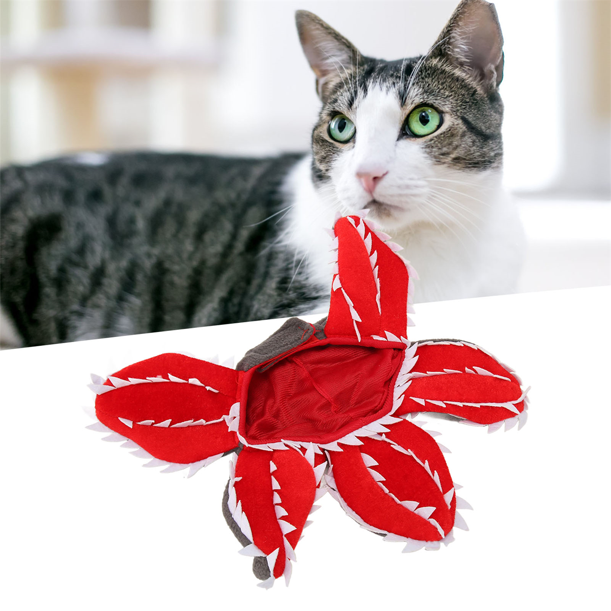 Eine Katze, die ein rot geformtes Spielzeug betrachtet. Das Spielzeug hat zahnartige weiße Kanten.