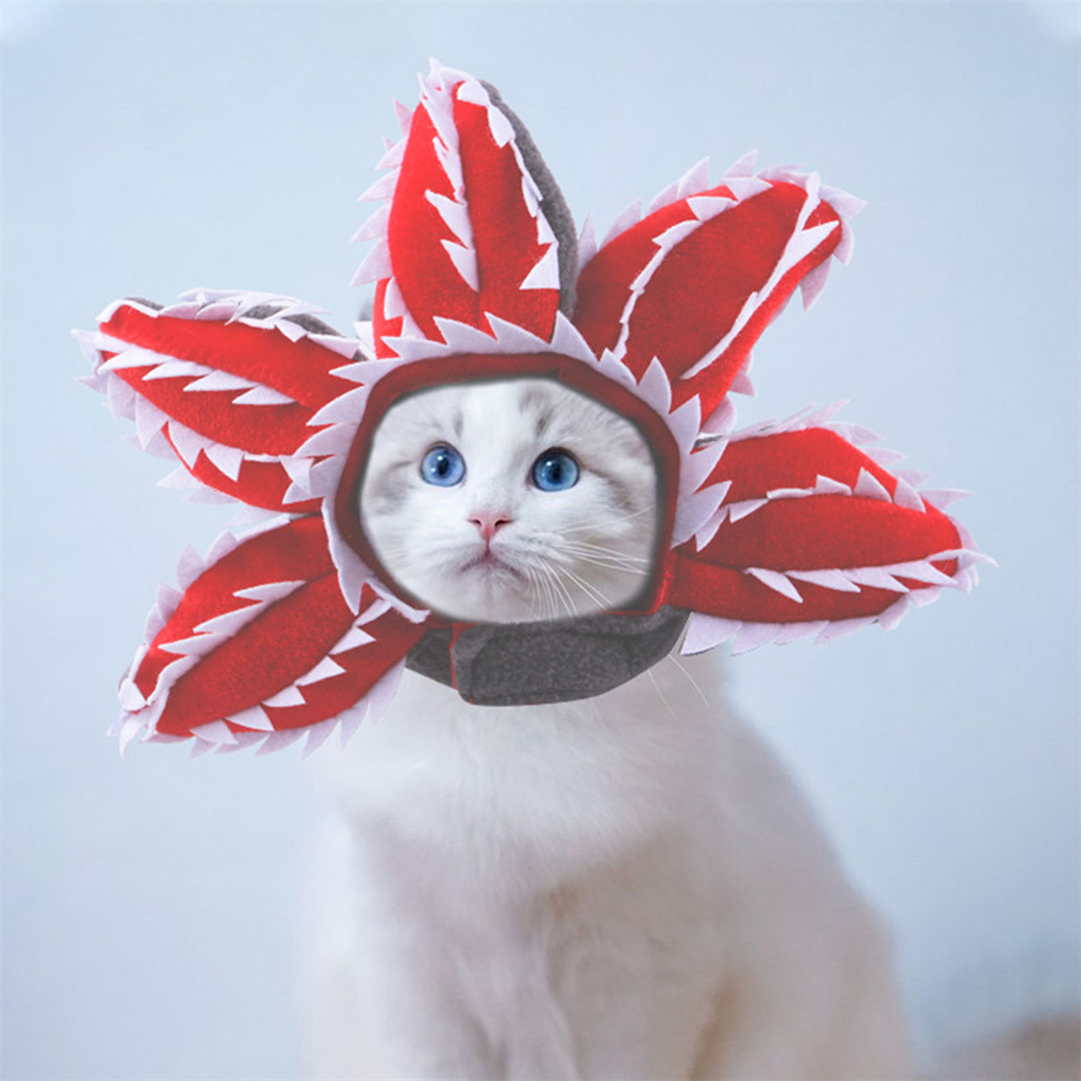 Weiße Katze mit blauen Augen, die einen rot-weißen Blumenhut trägt. Der Hintergrund ist hellblau.