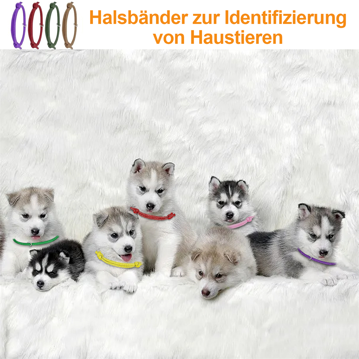Sechs Husky-Welpen mit bunten Halsbändern liegen auf weißem, flauschigem Untergrund.