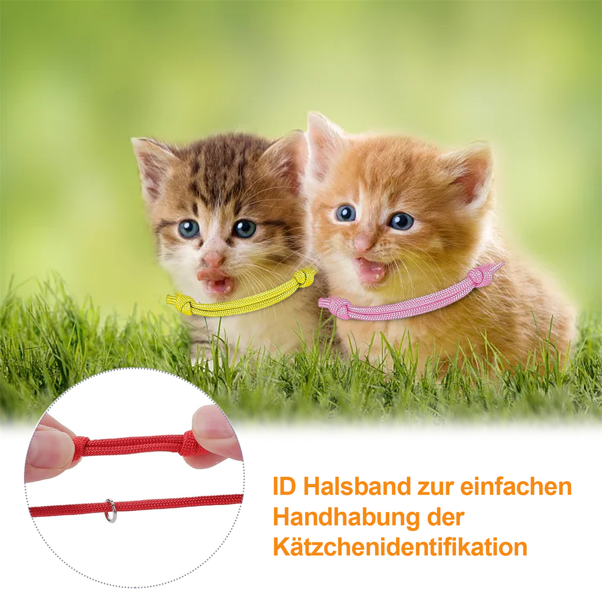 Zwei Kätzchen mit bunten ID-Halsbändern im Gras. Ein rotes Halsband wird gehalten.