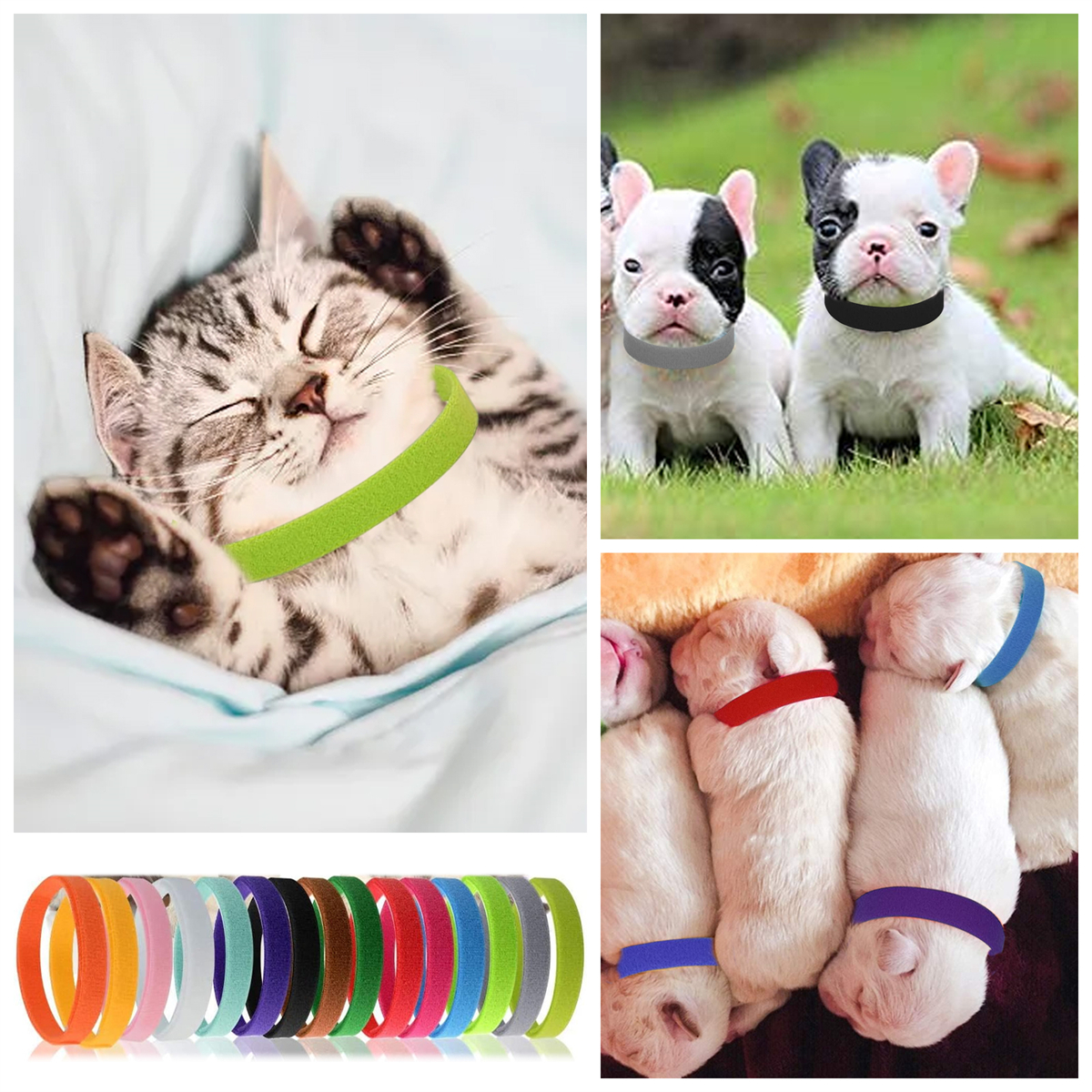Collage von Haustieren mit bunten Halsbändern: Katze, zwei Welpen und mehrere Halsbänder in verschiedenen Farben.