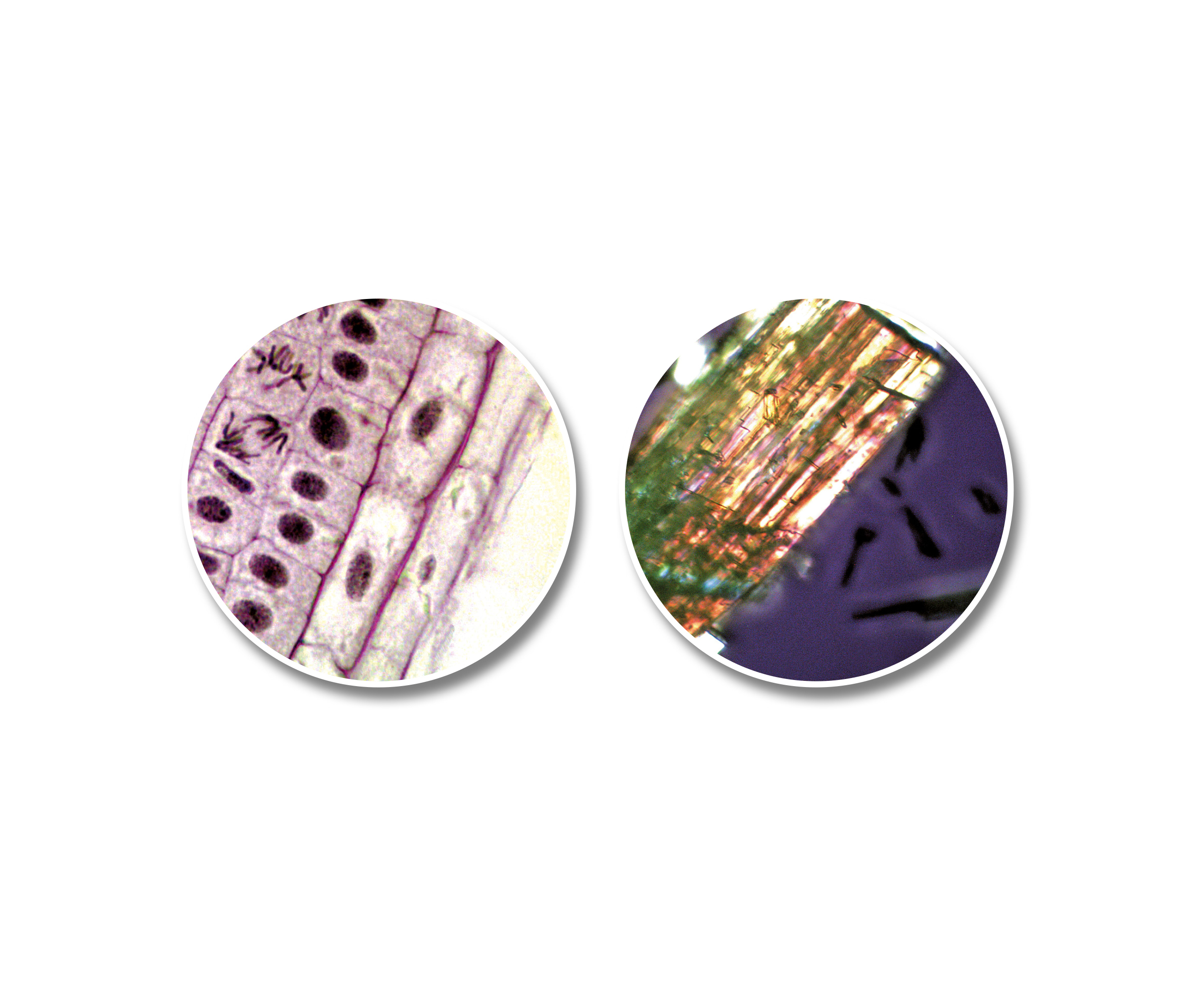 Dos portaobjetos circulares de microscopio. Uno con células, otro con fibras vegetales. Fondo blanco.