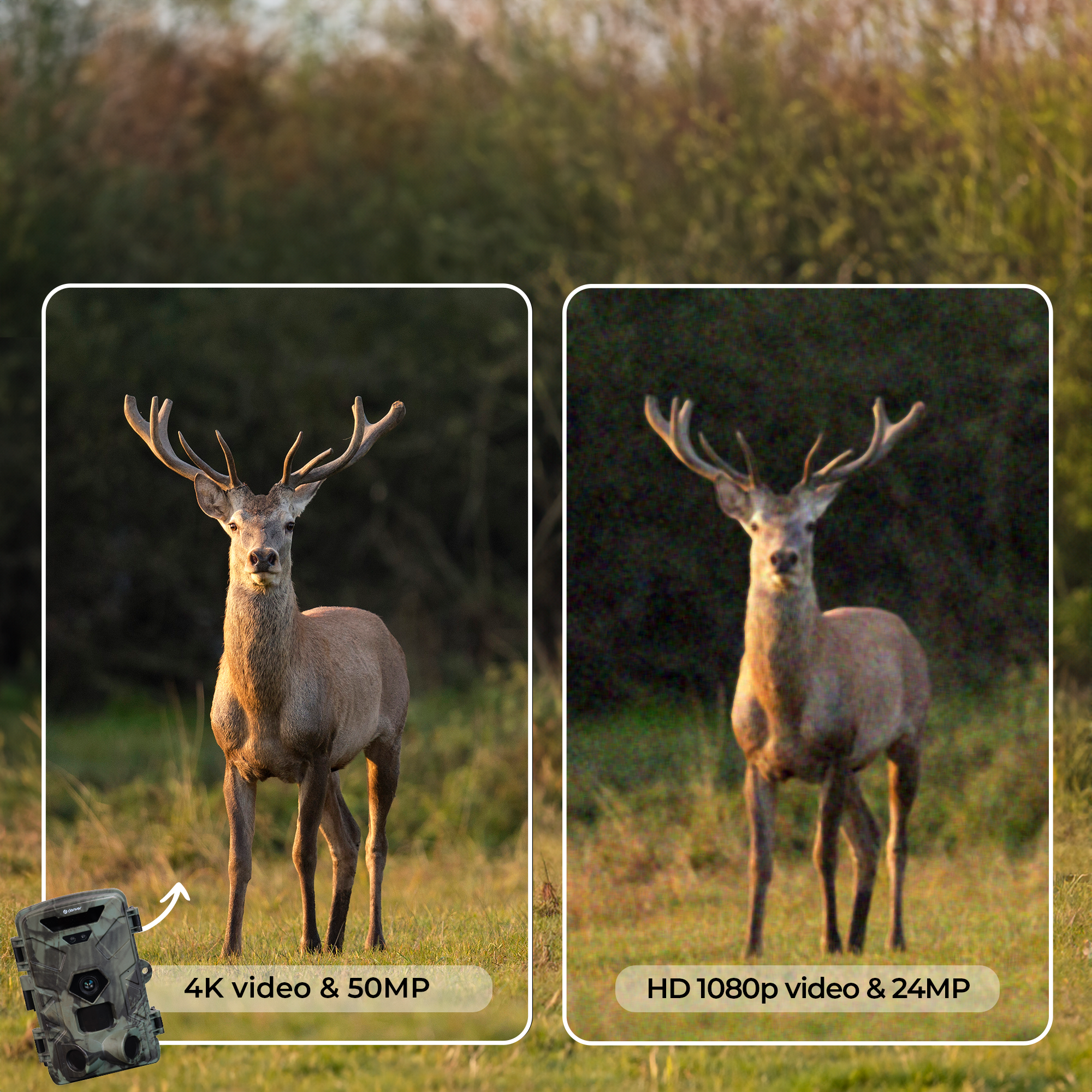 Two images of a deer in a field. One is 4K video, the other is HD 1080p video.