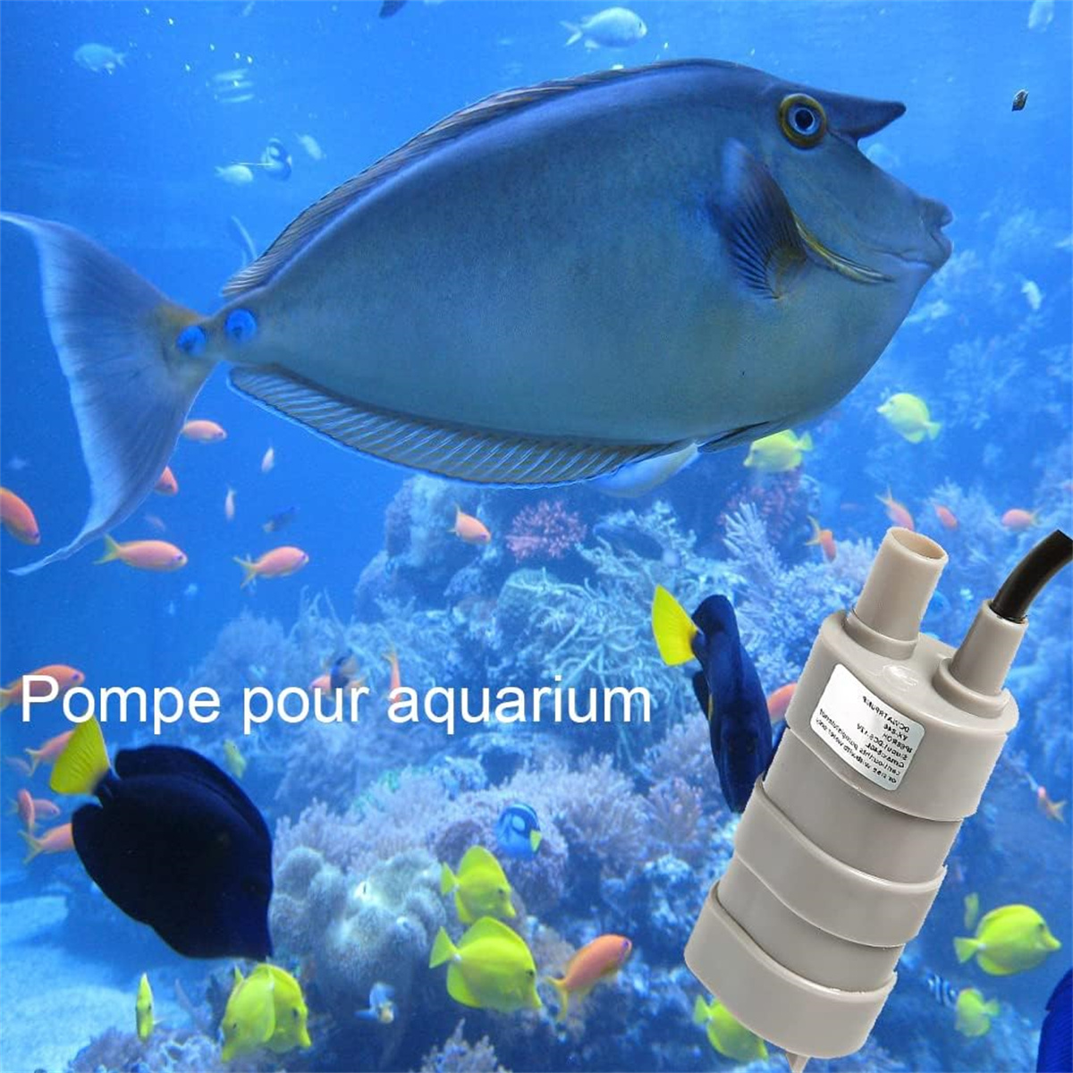 Ein blauer Fisch in einem Aquarium mit einer Wasserpumpe und einem Korallenriff.