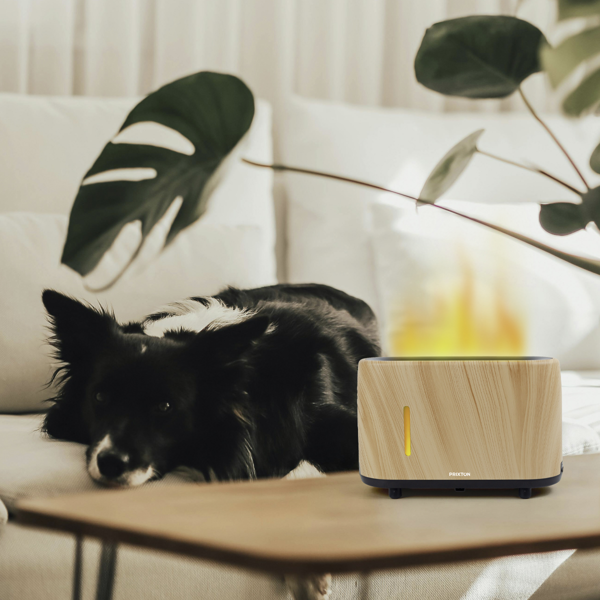 Pies na kanapie z drewnianym dyfuzorem. Dyfuzor emituje światło. Rośliny w tle.