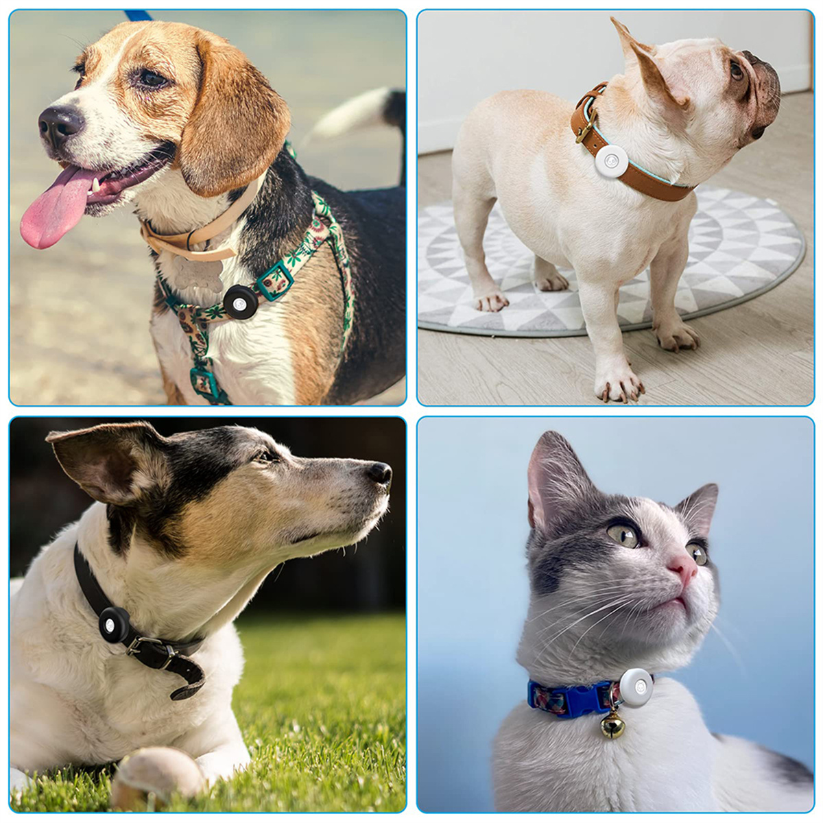Vier Hunde und eine Katze mit Ortungsgeräten.