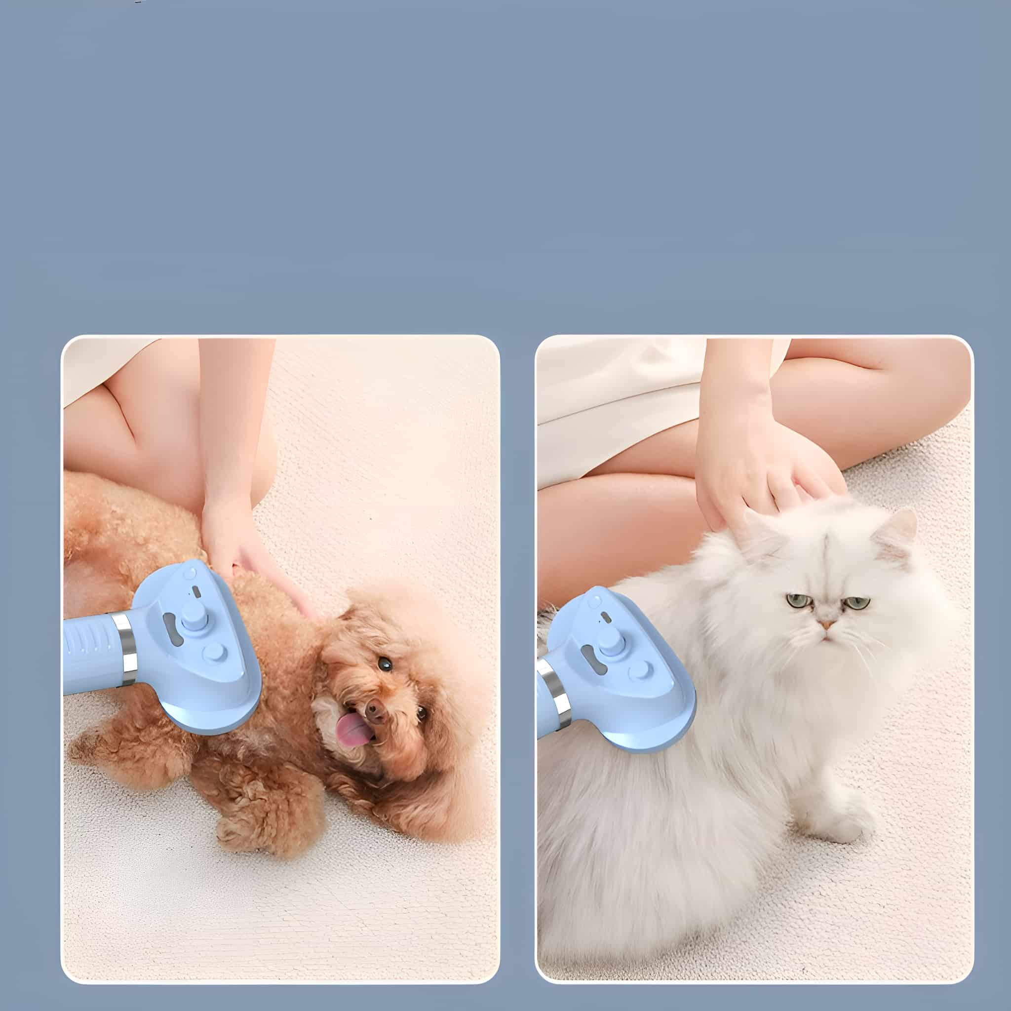 Zwei Bilder. Ein Hund und eine Katze werden mit blauen Tierpflege-Werkzeugen gepflegt.