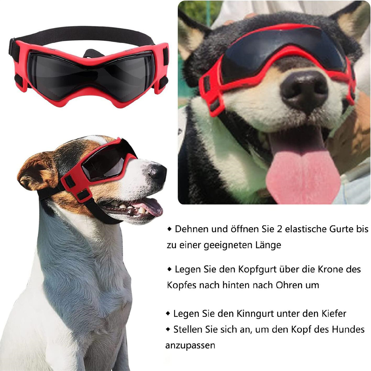 Hund mit roter Sonnenbrille, Textanleitung zur Anpassung der Brille am Hund.