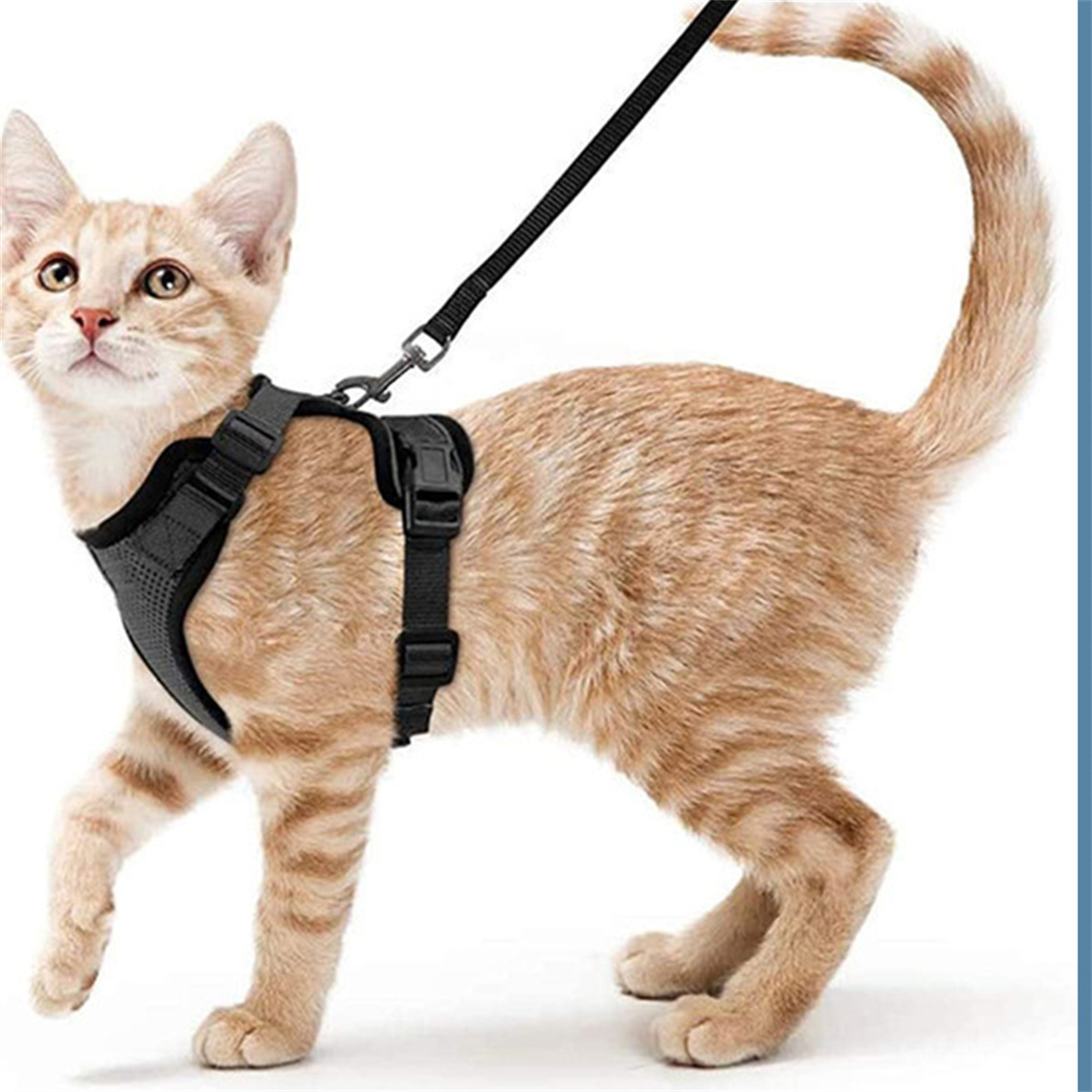 Beige Katze mit schwarzem Geschirr und Leine, nach oben schauend. Weißer Hintergrund.