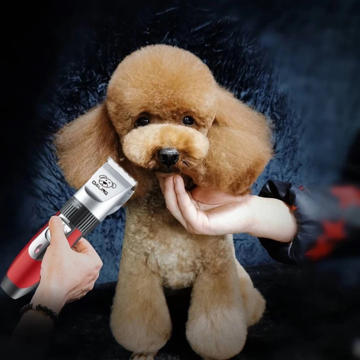 Ein brauner Pudel wird von Händen gehalten, während er mit einem roten und silbernen Hundehaarschneider gepflegt wird. Dunkler Hintergrund.