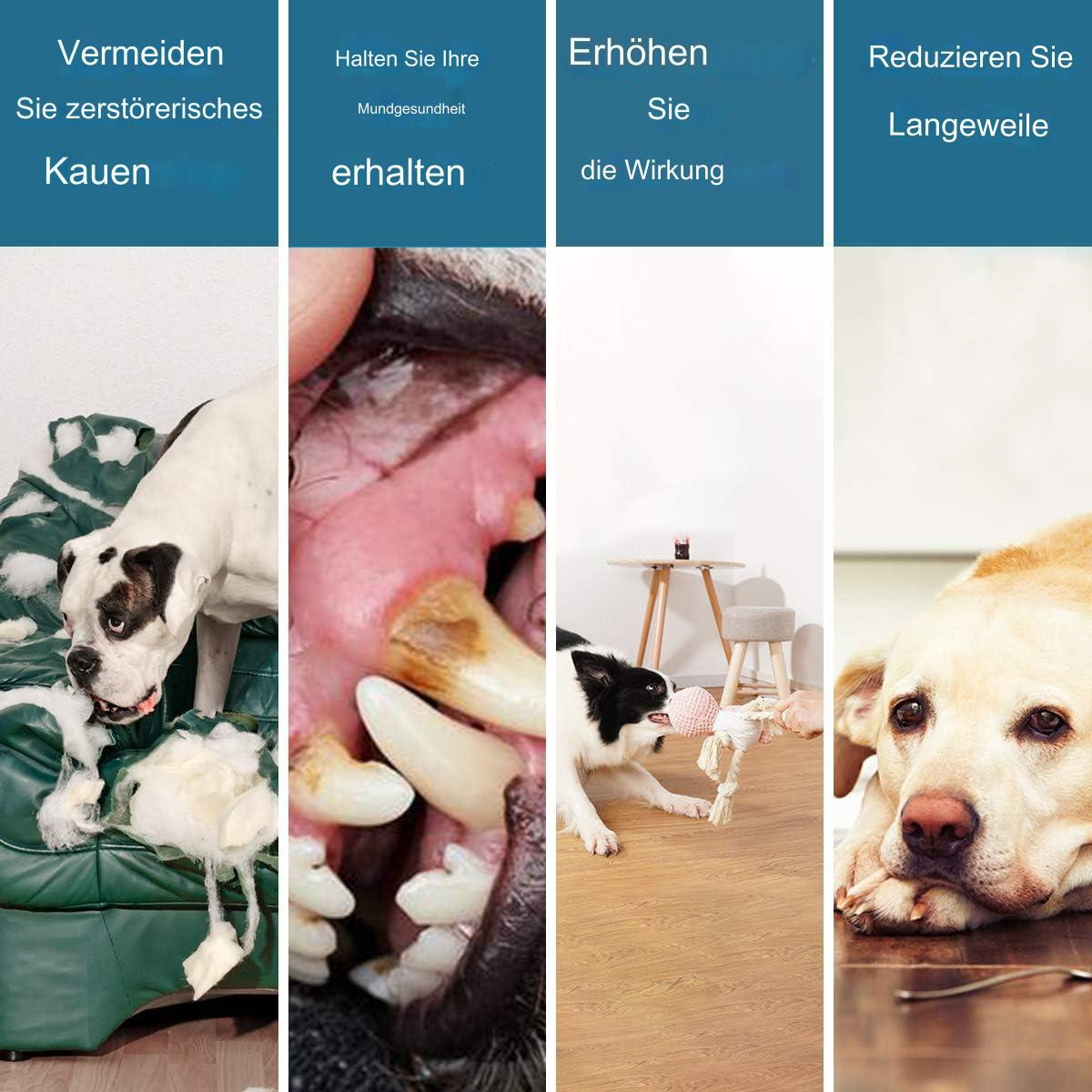 Vier Bilder, die Möglichkeiten zur Verbesserung des Hundeverhaltens zeigen: destruktives Kauen vermeiden, gesunde Zähne erhalten.