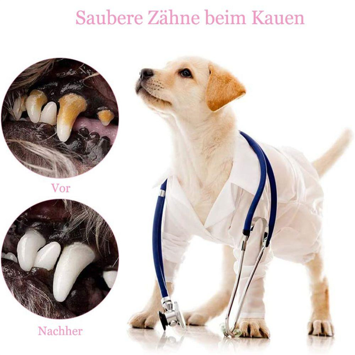Hund im Arztkittel mit Stethoskop. Einsatz: Vorher-Nachher-Zahnreinigung. Text: Saubere Zähne.