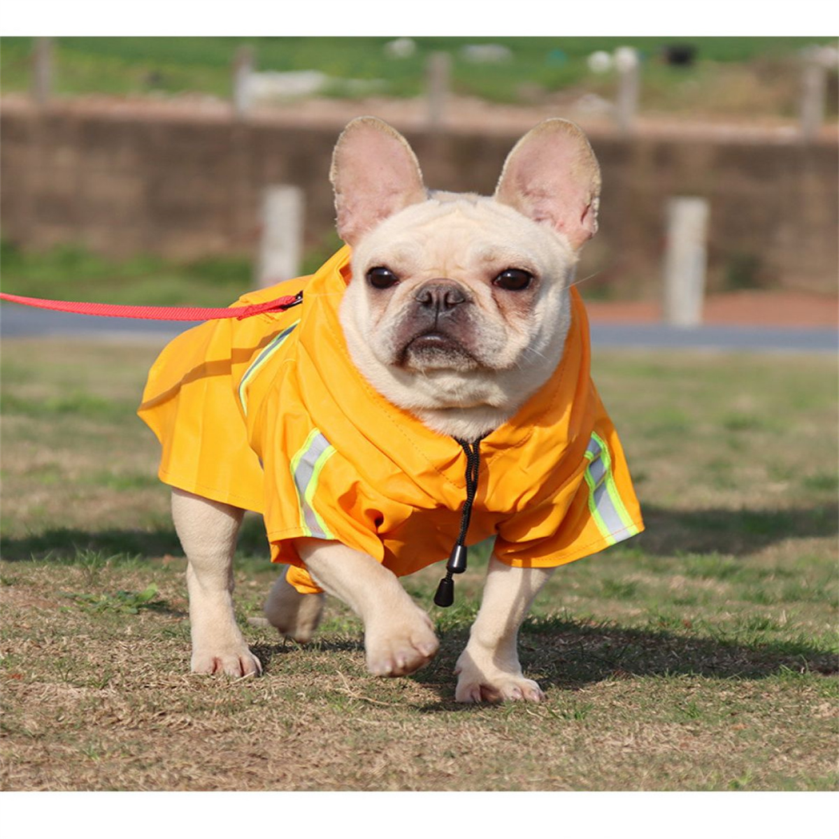 Französische Bulldogge mit orangefarbenem Regenmantel mit reflektierenden Streifen, geht auf Gras. Schaut zur Kamera.