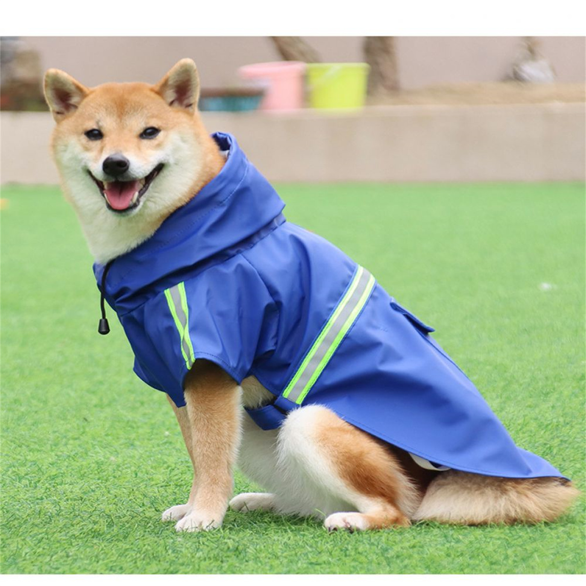 Hund in einem blauen Regenmantel auf grünem Gras.