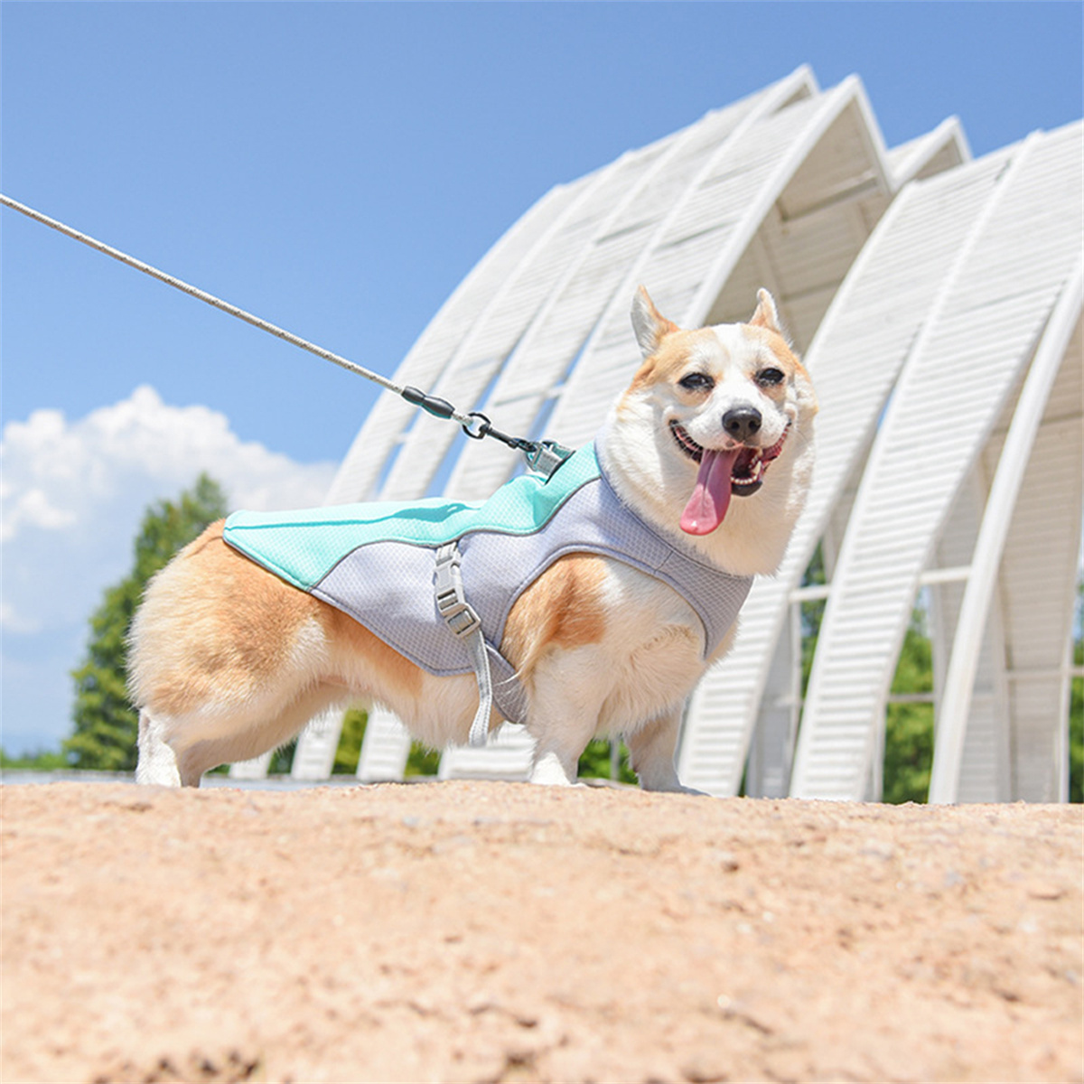 Corgi-Hund in einer Kühlweste auf sandigem Untergrund, Zunge heraus, mit blauem Himmel und weißem Bogen.