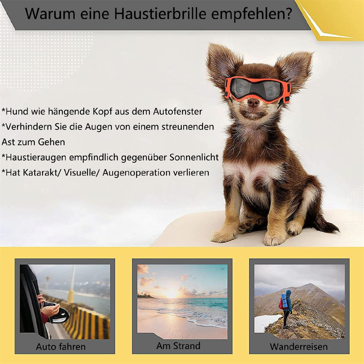 Ein kleiner Hund mit orangefarbener Brille. Andere Bilder zeigen Outdoor-Aktivitäten.