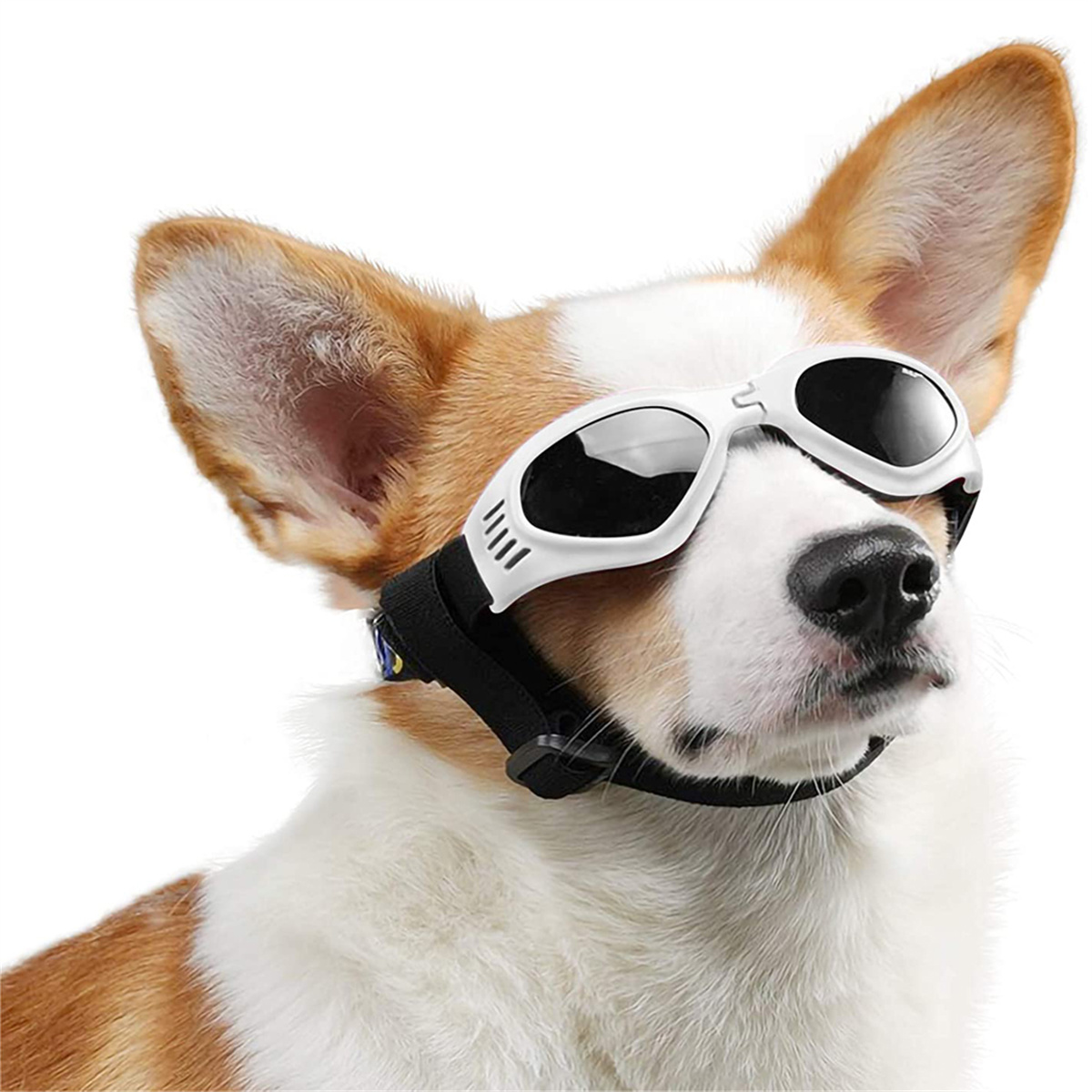 Hund trägt weiße Sonnenbrille, mit weißem Hintergrund.
