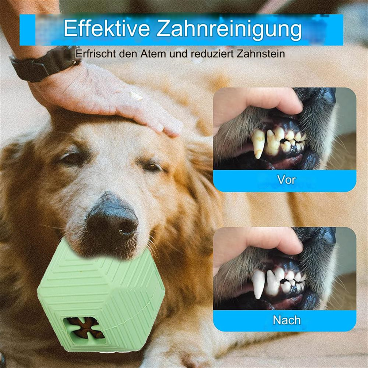 Hund mit einem mintgrünen Kauspielzeug im Maul, mit Vorher-Nachher-Zähnen.