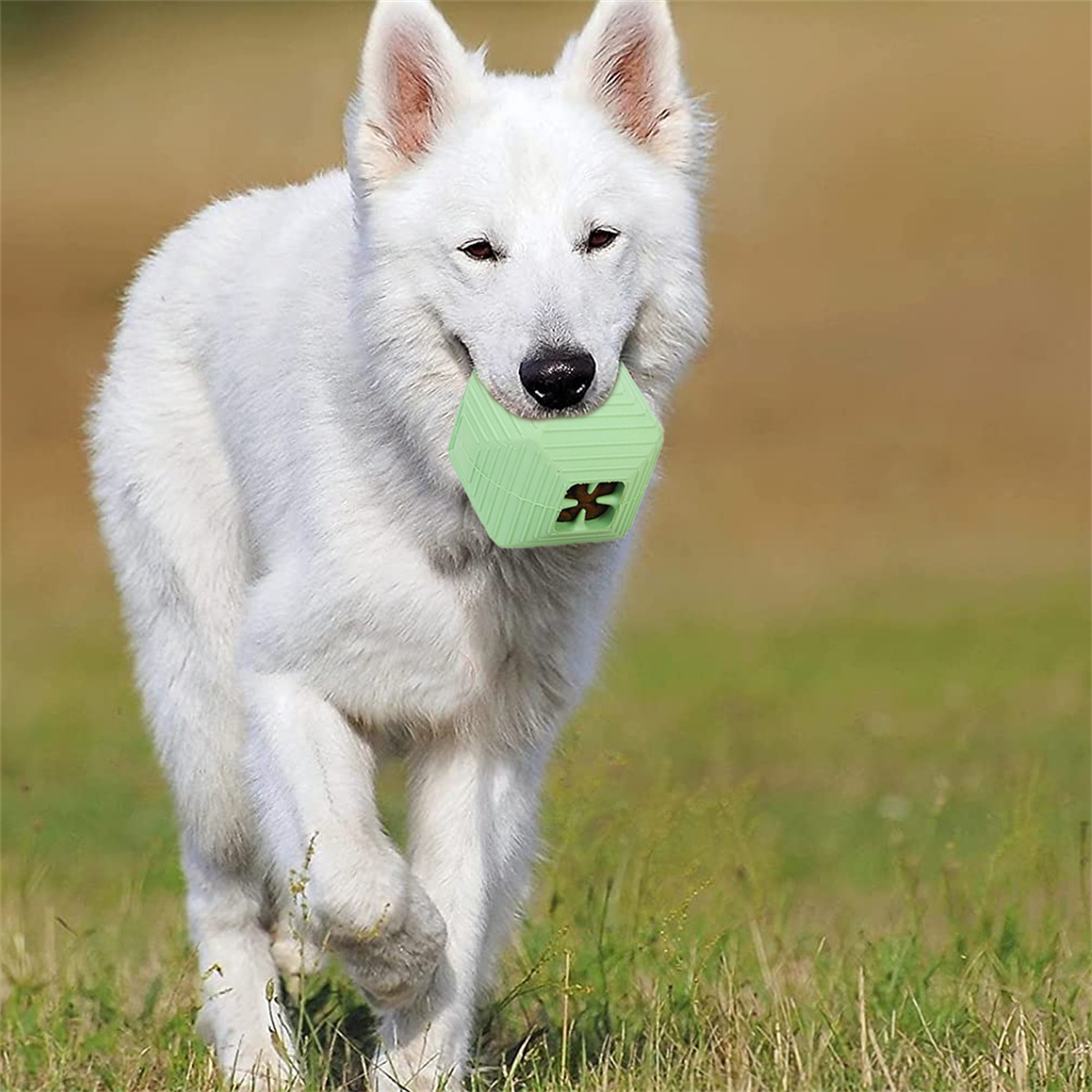 Ein weißer Hund, der ein grünes Würfelspielzeug mit einem schwarzen X im Maul trägt, rennt auf einer grünen Wiese.