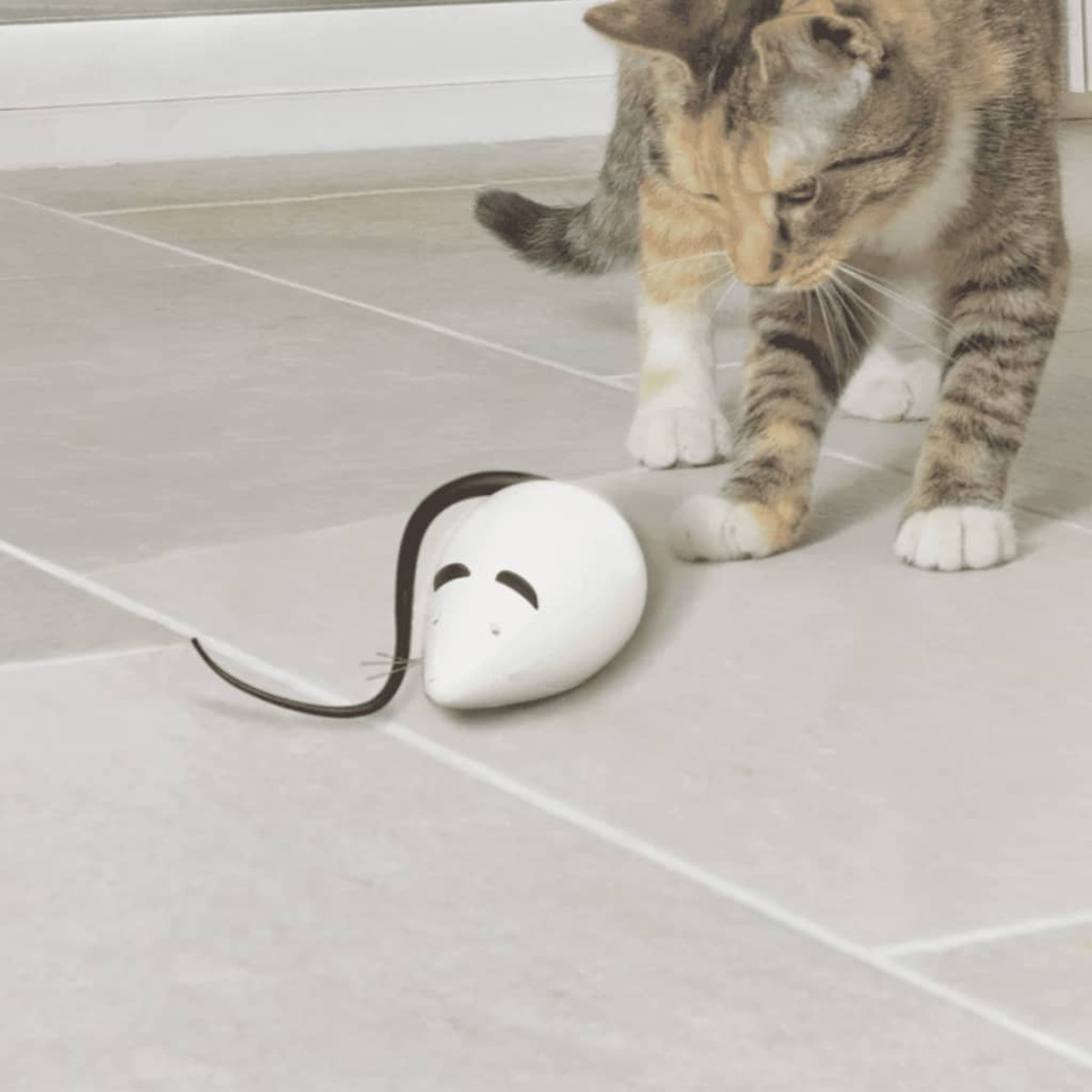 Eine Schildpattkatze schaut auf eine weiße Spielzeugmaus auf einem hellgrauen Fliesenboden.