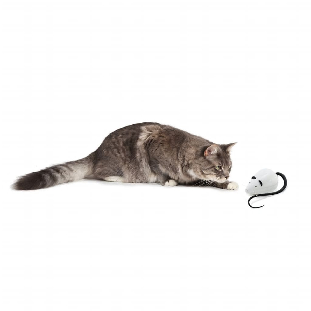 Graue Katze schaut auf ein weißes Mausspielzeug auf weißem Hintergrund. Maus hat einen schwarzen Schwanz.