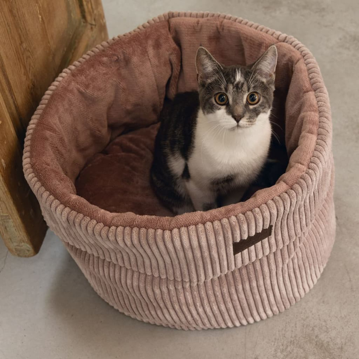Eine Katze in einem rosa Bett. Das Bett ist oval geformt. Hellbrauner Hintergrund.