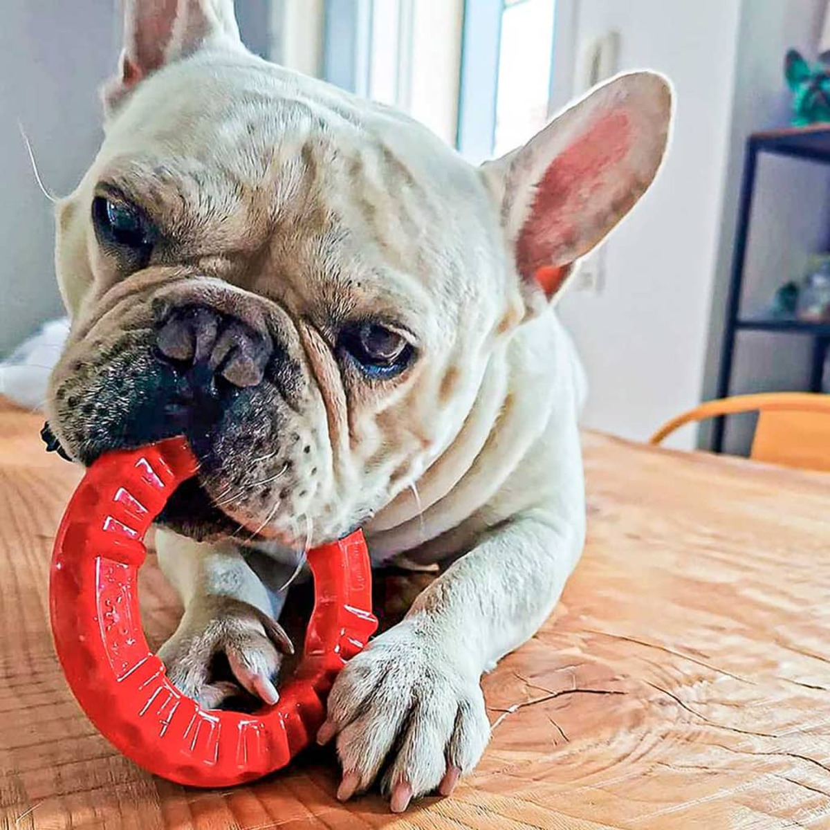Un bulldog francese bianco mastica un giocattolo ad anello rosso su un tavolo di legno.
