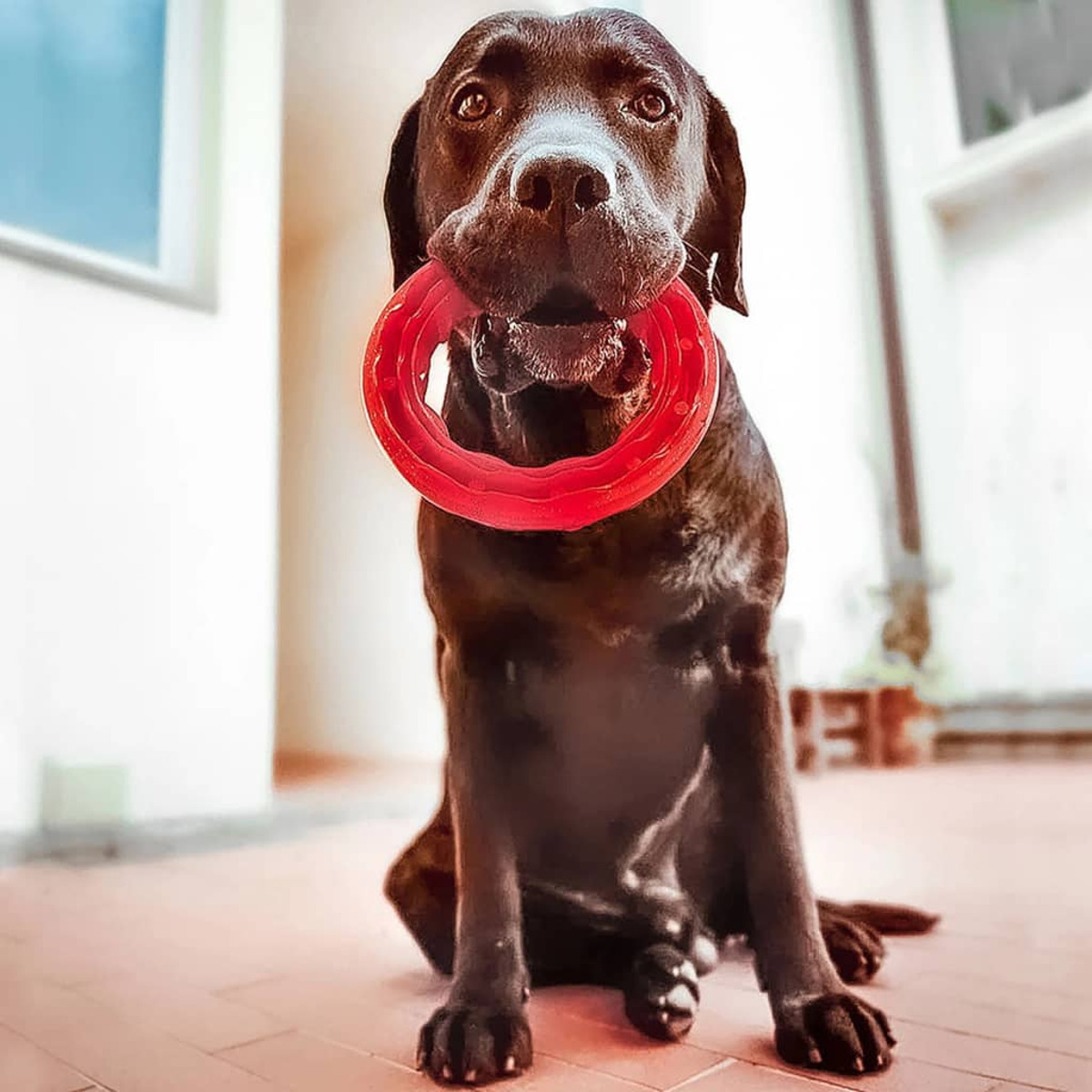 Un cane marrone seduto con un giocattolo ad anello rosso in bocca.