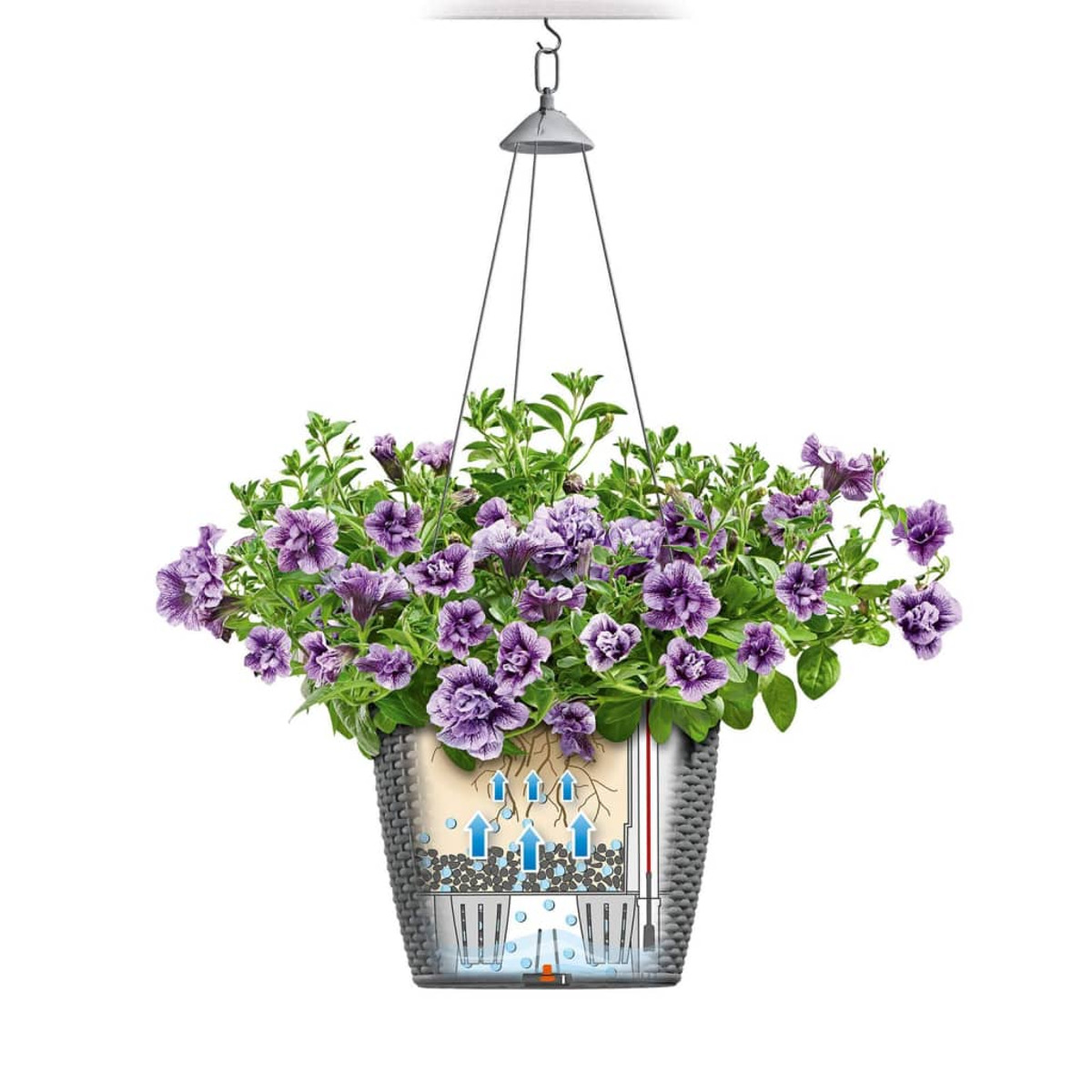 Hängeblumenkorb mit lila Blumen, Blättern und sichtbarem Wassersystem.