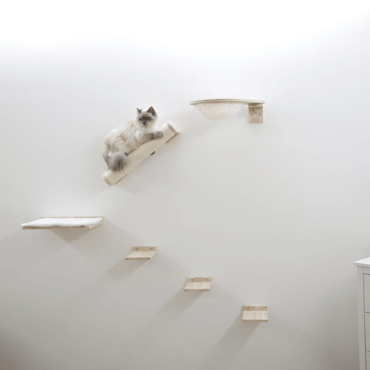 Eine Katze auf einem Wand-Katzenklettersystem. Es hat Stufen und eine bettartige Struktur.