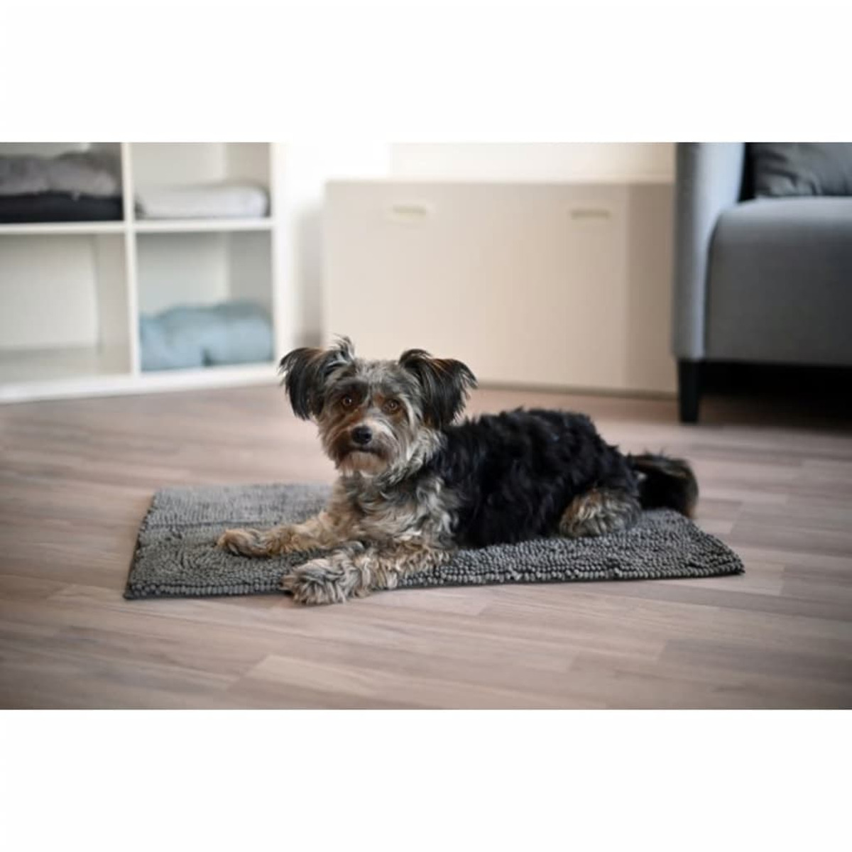 Hund liegt auf grauem Teppich auf Holzboden. Hintergrund: Regale.