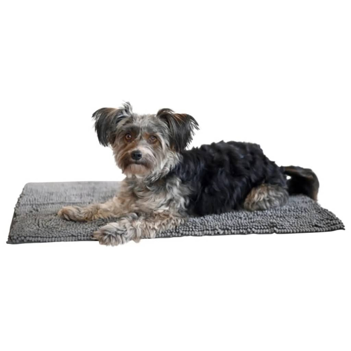Kleiner Hund liegt auf einer grauen Matte. Der Hund hat schwarzes und graues Fell. Weißer Hintergrund.