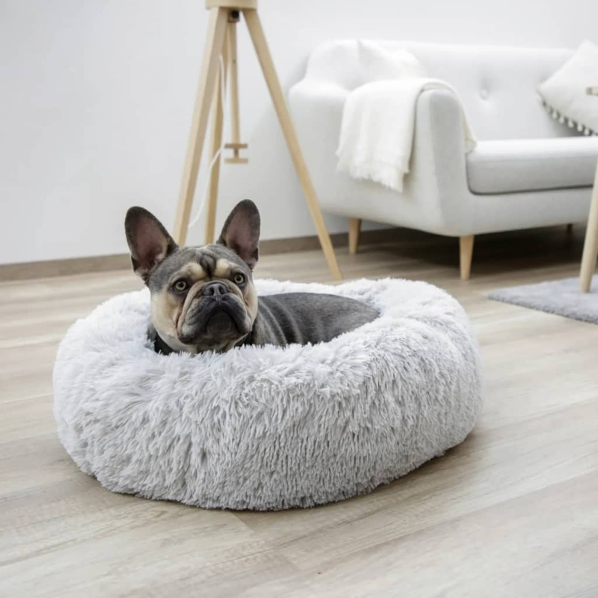 Ein Hund in einem flauschigen, grauen Bett. Heller Holzboden, weißes Sofa und Lampe.