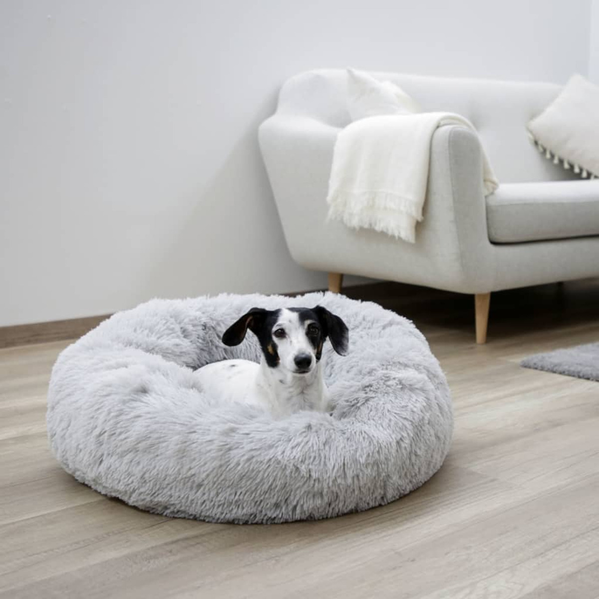 Ein kleiner Hund in einem flauschigen, grauen Hundebett. Im Hintergrund ist ein weißes Sofa.