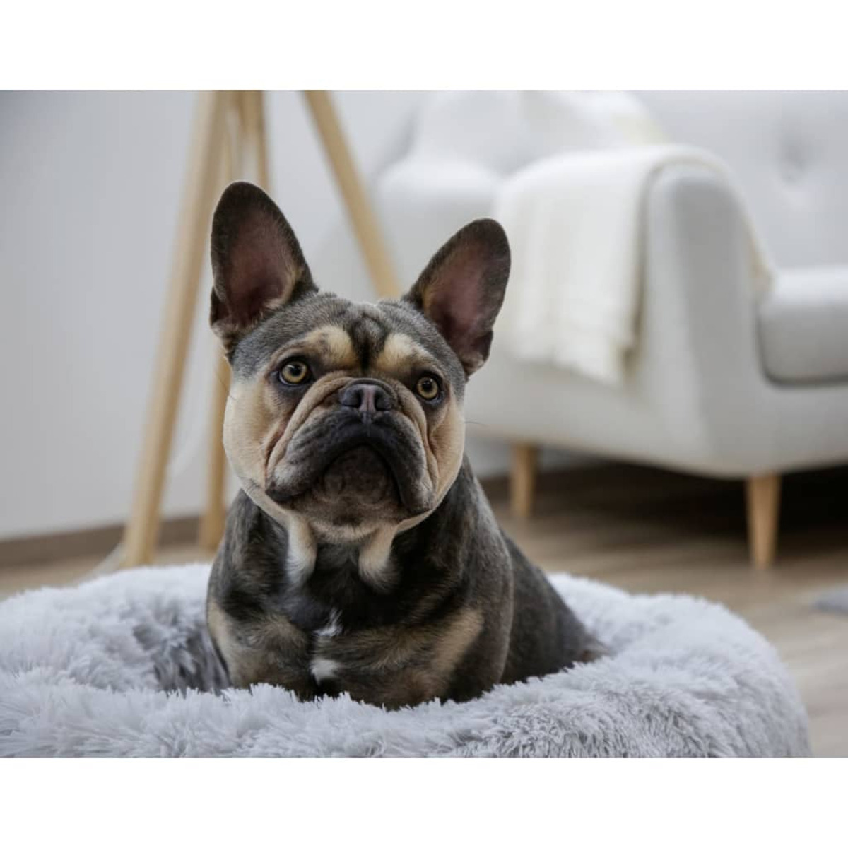 Französische Bulldogge liegt auf einem flauschigen grauen Bett, Blick zur Kamera.