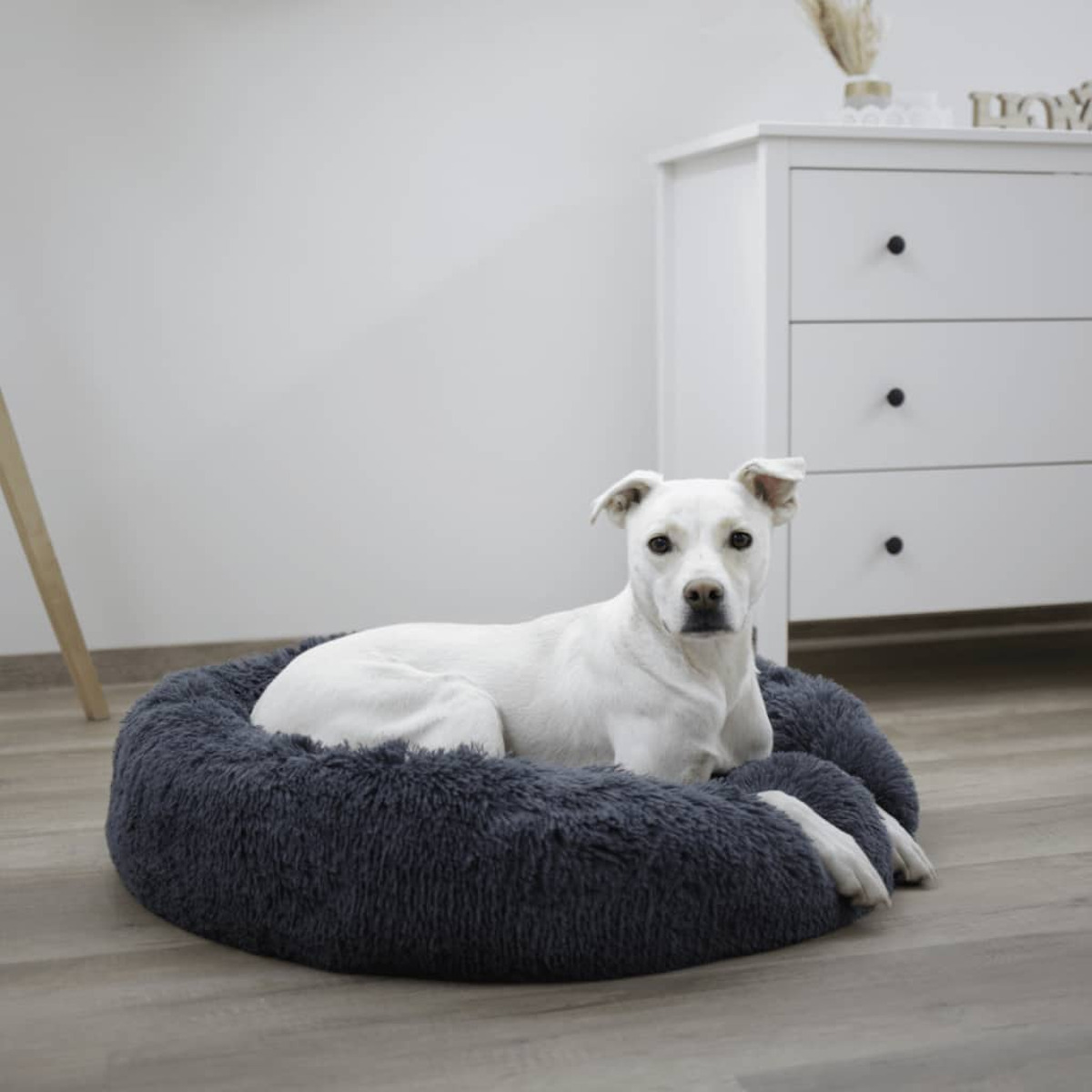 Weißer Hund in einem flauschigen grauen Bett, blickt in die Kamera, vor weißem Hintergrund.
