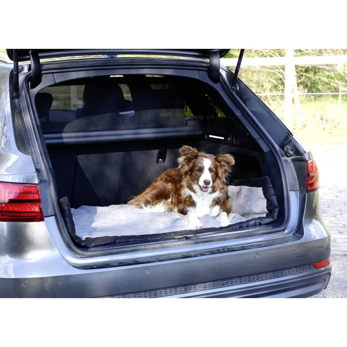 Hund im Kofferraum. Braun-weißer Hund liegt auf einem grauen Bett. Auto Innenraum.