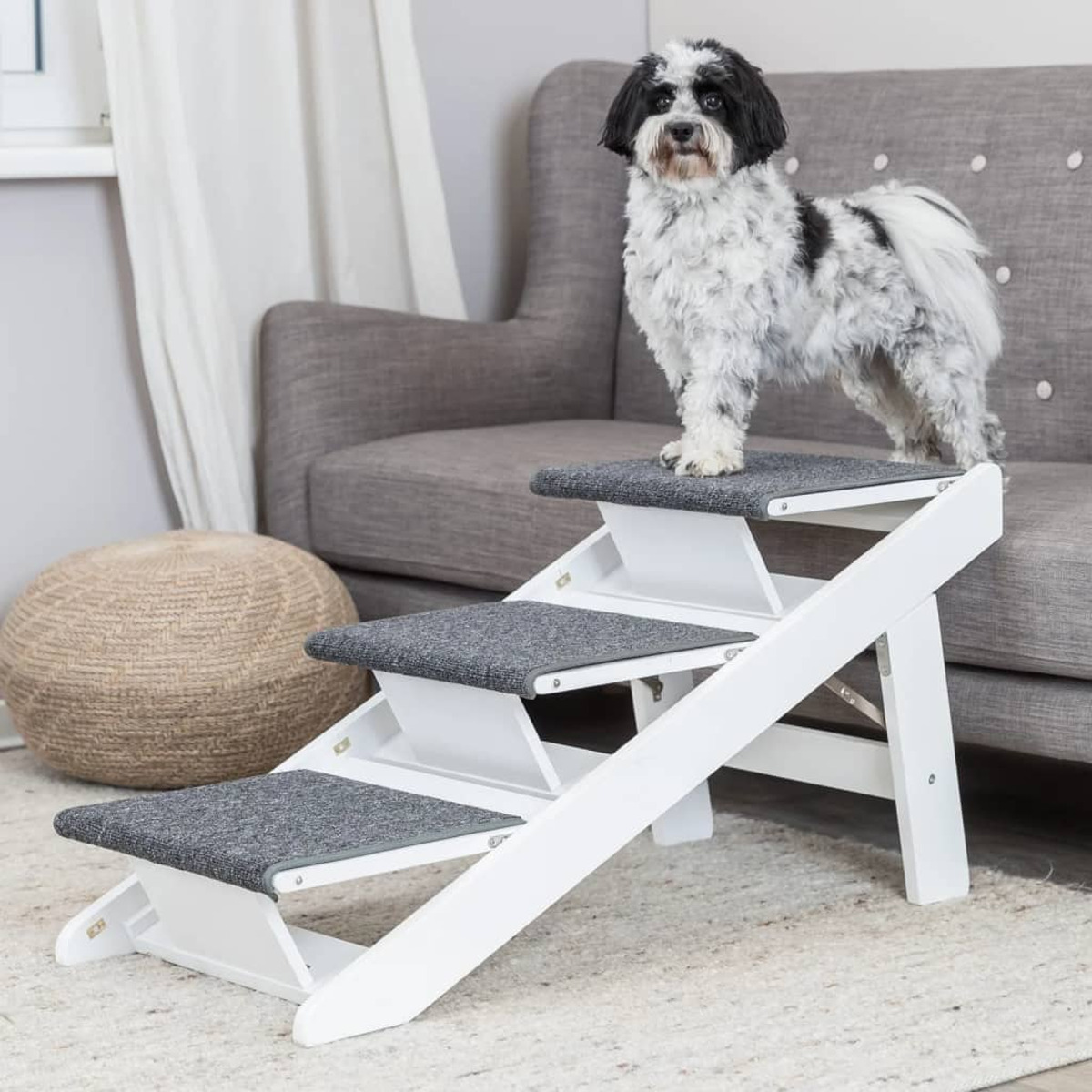 Hund auf weißen Stufen. Sofa im Hintergrund. Neutraler Teppich.