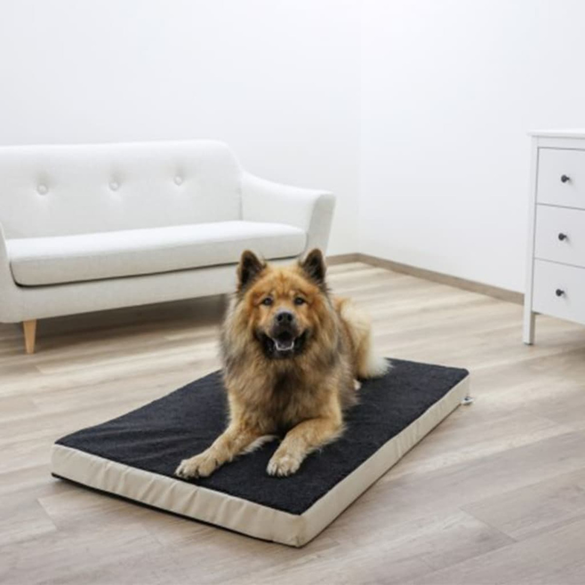 Hund auf einem Hundebett. Der Hund ist braun und flauschig, in häuslicher Umgebung.
