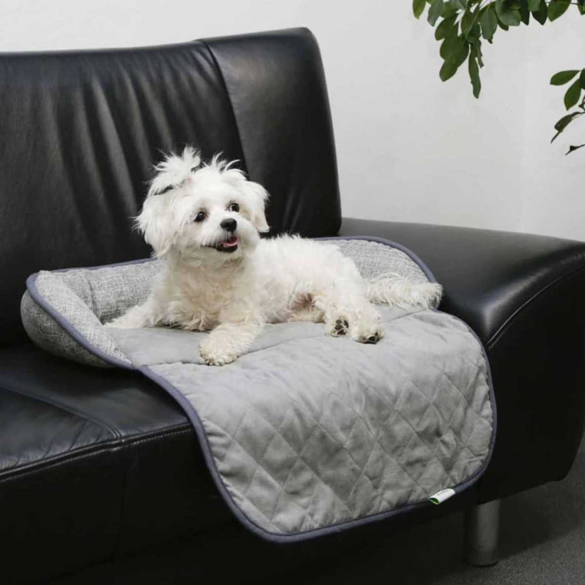Weißer Hund auf grau gestepptem Pad, auf schwarzem Sofa. Grüne Pflanze im Hintergrund.