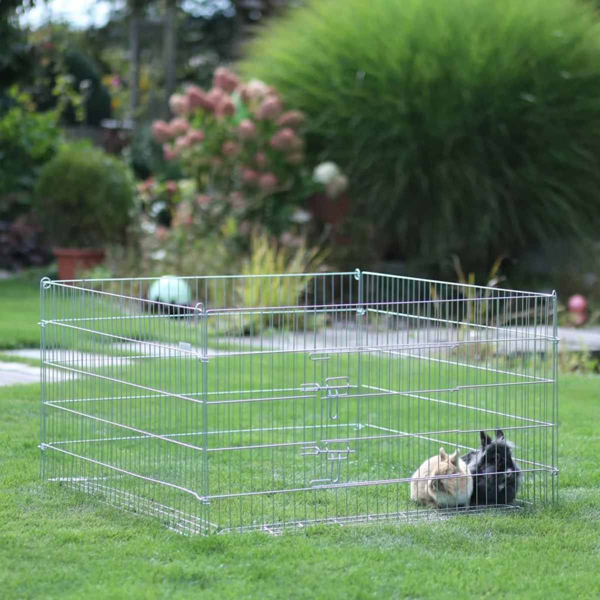 Zwei Kaninchen in einem Drahtgittergehege auf Gras.