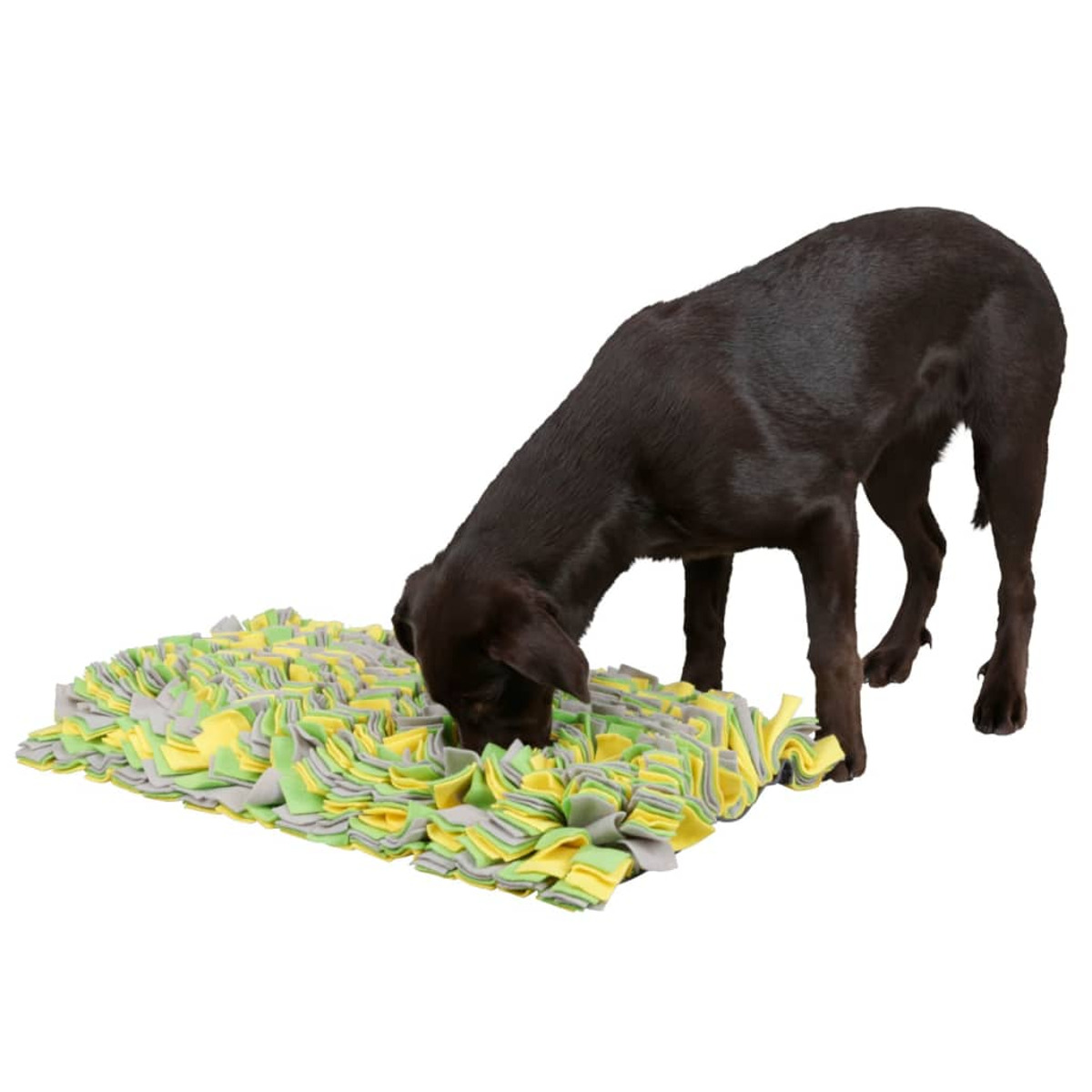 Cane marrone che annusa un tappeto colorato, ispido e fantasia. Sfondo bianco.