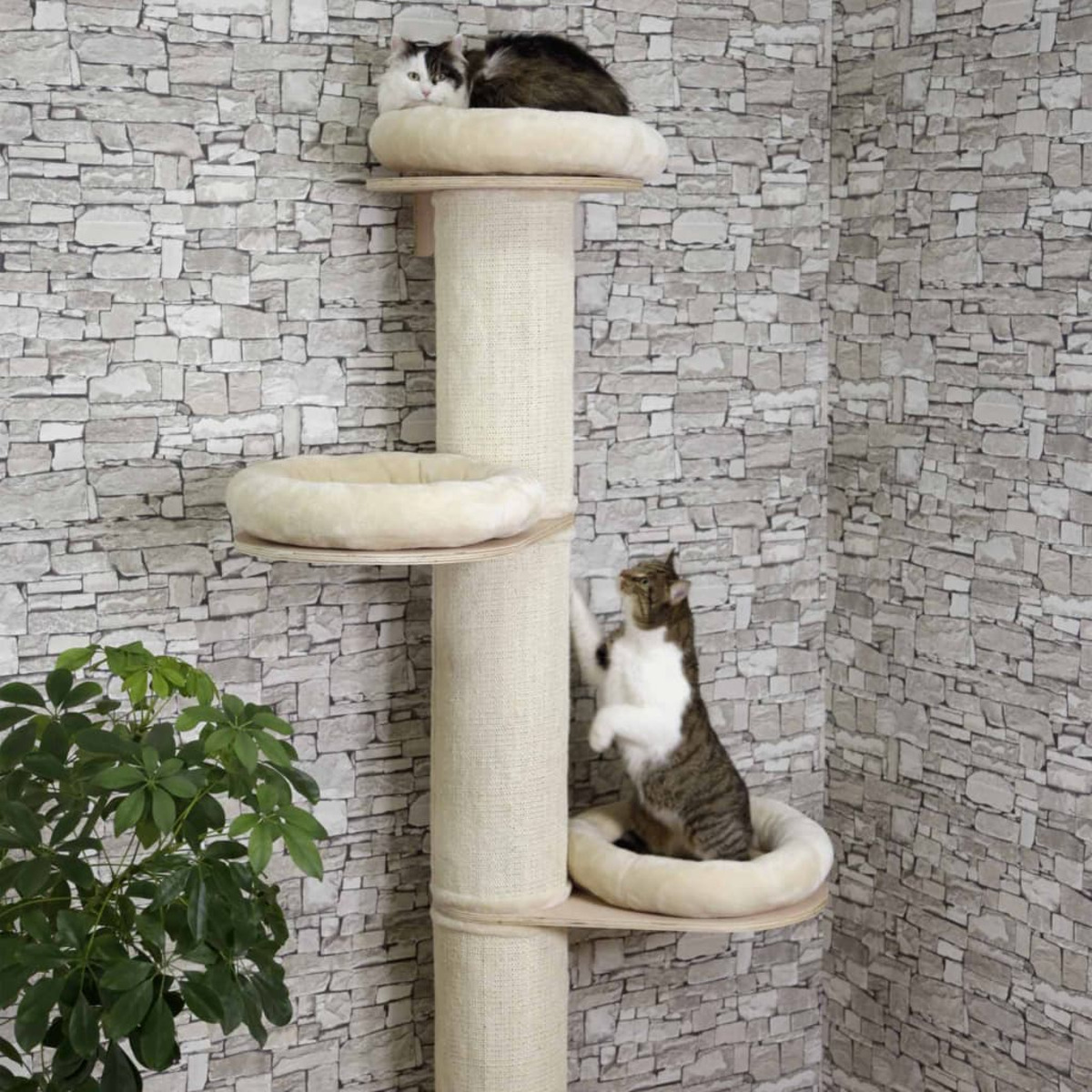 Zwei Katzen auf einem Katzenbaum. Eine oben, die andere klettert. Ziegelhintergrund.